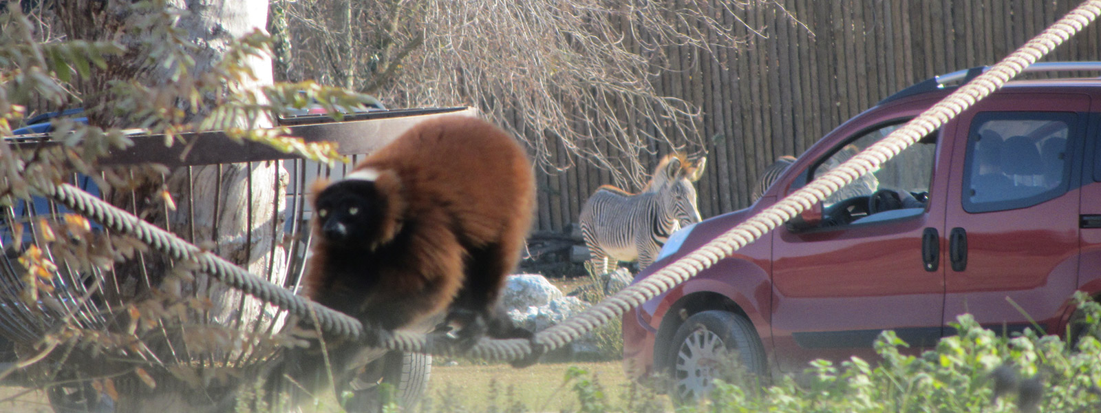 Un esemplare di Lemure (specie "Vari Rosso" - "Varecia rubra" ) al parco natura viva di Verona. ITALIA - Author:  Andrea Pavanello